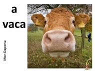 A vaca